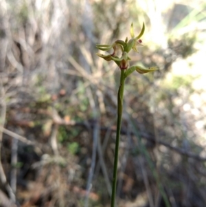 Corunastylis cornuta at Jerrabomberra, NSW - 17 Apr 2017