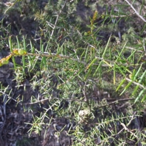 Acacia ulicifolia at Majura, ACT - 17 Apr 2017 02:38 PM