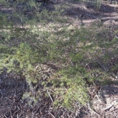 Acacia ulicifolia at Majura, ACT - 17 Apr 2017 02:38 PM