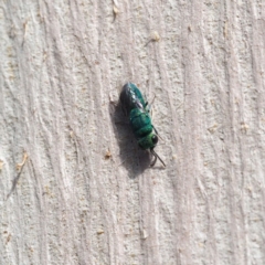 Chrysididae (family) (Cuckoo wasp or Emerald wasp) at Fraser, ACT - 16 Apr 2017 by David