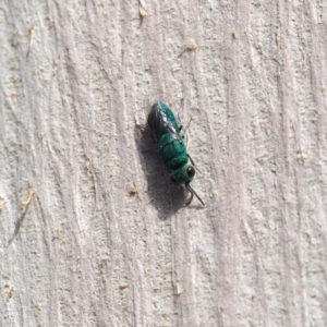 Chrysididae (family) at Fraser, ACT - 16 Apr 2017 02:18 PM