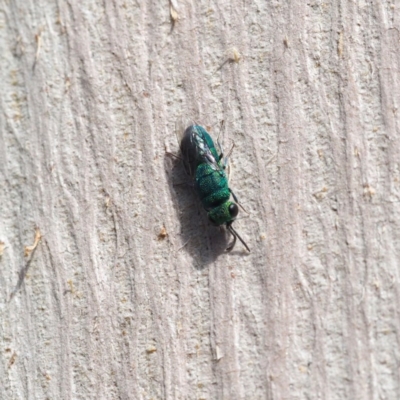 Chrysididae (family) (Cuckoo wasp or Emerald wasp) at Fraser, ACT - 16 Apr 2017 by David