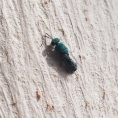 Chrysididae (family) at Fraser, ACT - 16 Apr 2017 02:18 PM