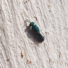 Chrysididae (family) at Fraser, ACT - 16 Apr 2017