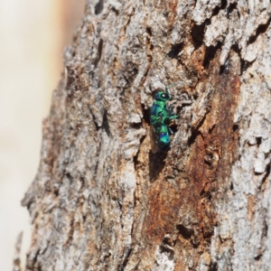 Chrysididae (family) at Fraser, ACT - 16 Apr 2017 02:18 PM