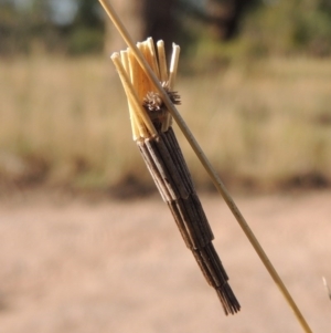 Lepidoscia arctiella at Tennent, ACT - 7 Feb 2016