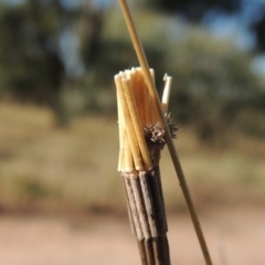 Lepidoscia arctiella at Tennent, ACT - 7 Feb 2016