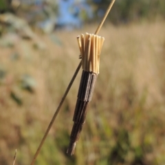 Lepidoscia arctiella at Tennent, ACT - 7 Feb 2016