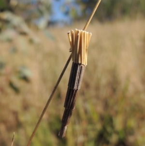 Lepidoscia arctiella at Tennent, ACT - 7 Feb 2016