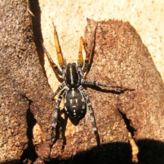 Nyssus coloripes (Spotted Ground Swift Spider) at Kambah, ACT - 16 Apr 2017 by MatthewFrawley