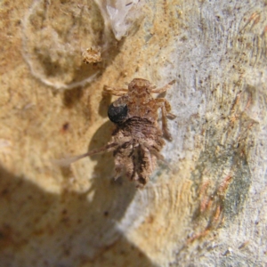 Platybrachys sp. (genus) at Kambah, ACT - 16 Apr 2017 12:02 PM