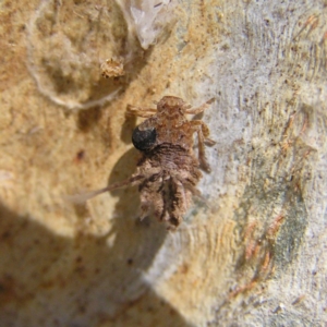 Platybrachys sp. (genus) at Kambah, ACT - 16 Apr 2017