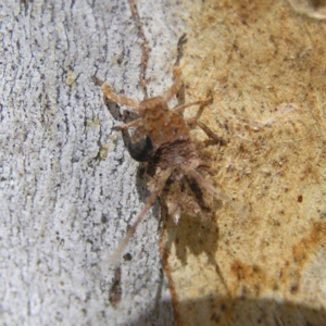 Platybrachys sp. (genus) at Kambah, ACT - 16 Apr 2017