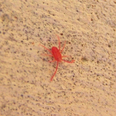 Trombidiidae (family) (Red velvet mite) at Kambah, ACT - 16 Apr 2017 by MatthewFrawley