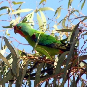 Lathamus discolor at Kambah, ACT - 1 May 2007