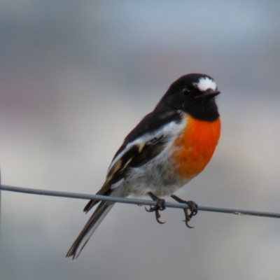 Petroica boodang (Scarlet Robin) at Goorooyarroo NR (ACT) - 18 Apr 2017 by CedricBear