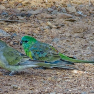 Psephotus haematonotus at Goorooyarroo NR (ACT) - 18 Apr 2017