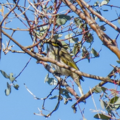 Caligavis chrysops (Yellow-faced Honeyeater) at Goorooyarroo NR (ACT) - 18 Apr 2017 by CedricBear