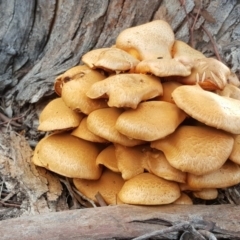 Gymnopilus junonius (Spectacular Rustgill) at Isaacs Ridge Offset Area - 18 Apr 2017 by Mike