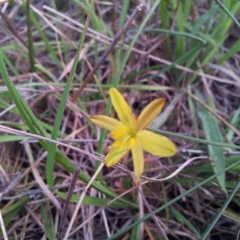 Tricoryne elatior (Yellow Rush Lily) at Kambah, ACT - 18 Apr 2017 by RosemaryRoth