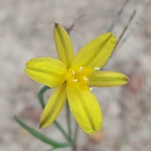 Tricoryne elatior at Isaacs Ridge Offset Area - 18 Apr 2017