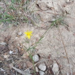 Tricoryne elatior at Isaacs Ridge Offset Area - 18 Apr 2017