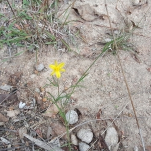 Tricoryne elatior at Isaacs Ridge Offset Area - 18 Apr 2017