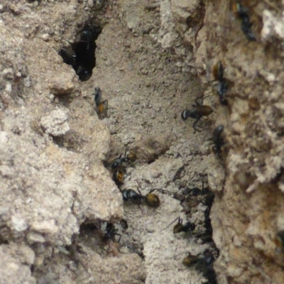 Camponotus suffusus (Golden-tailed sugar ant) at Isaacs Ridge - 18 Apr 2017 by Mike