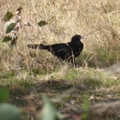 Corcorax melanorhamphos (White-winged Chough) at Isaacs Ridge Offset Area - 18 Apr 2017 by Mike