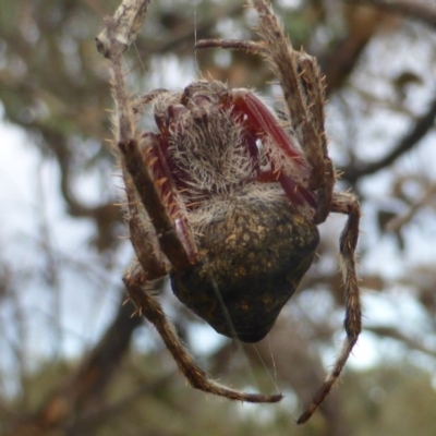 Hortophora sp. (genus) (Garden orb weaver) at Isaacs Ridge - 18 Apr 2017 by Mike