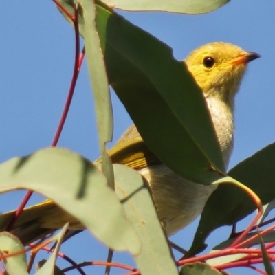 Ptilotula penicillata (White-plumed Honeyeater) at Amaroo, ACT - 18 Apr 2017 by JohnBundock
