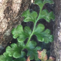 Asplenium subglandulosum (Blanket Fern) at Tennent, ACT - 19 Apr 2017 by jackfrench