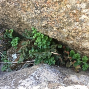 Asplenium subglandulosum at Tennent, ACT - 19 Apr 2017 11:35 AM