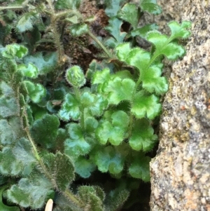 Asplenium subglandulosum at Tennent, ACT - 19 Apr 2017 11:35 AM