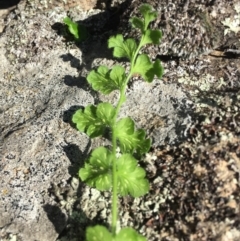 Asplenium subglandulosum at Tennent, ACT - 19 Apr 2017 11:35 AM