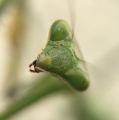 Mantodea (order) (Unidentified praying mantis) at Watson, ACT - 19 Apr 2017 by AaronClausen