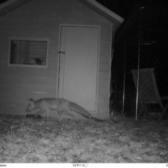 Vulpes vulpes (Red Fox) at Wamboin, NSW - 26 Mar 2017 by alicemcglashan