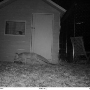 Vulpes vulpes at Wamboin, NSW - 26 Mar 2017 06:08 PM