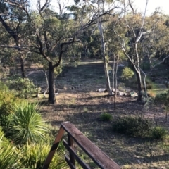 Vulpes vulpes at Wamboin, NSW - 26 Mar 2017 06:08 PM