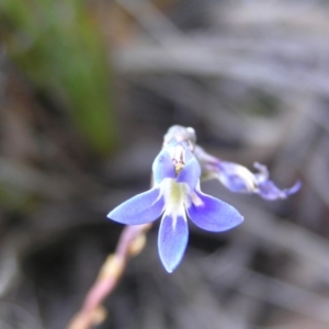 Lobelia dentata/gibbosa at Yass River, NSW - 22 Jan 2015