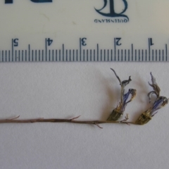 Lobelia dentata/gibbosa at Yass River, NSW - 22 Jan 2015