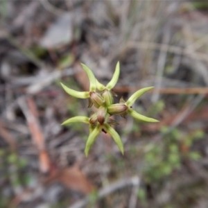 Corunastylis cornuta at Aranda, ACT - suppressed