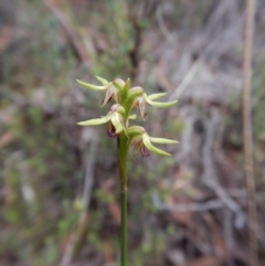 Corunastylis cornuta at Aranda, ACT - suppressed