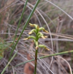 Corunastylis cornuta at Aranda, ACT - suppressed