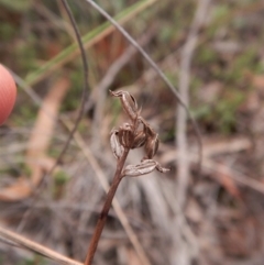 Corunastylis cornuta at Aranda, ACT - 18 Apr 2017