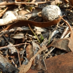 Caleana minor (Small Duck Orchid) at Belconnen, ACT - 19 Apr 2017 by CathB