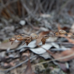 Caleana minor at Belconnen, ACT - suppressed