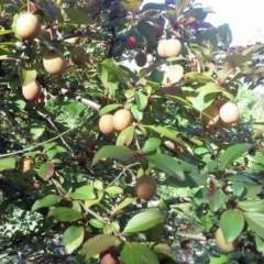 Prunus sp. (A Plum) at Isaacs Ridge - 27 Oct 2015 by Mike