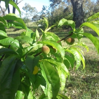 Prunus persica (Peach, Nectarine) at Jerrabomberra, ACT - 27 Oct 2015 by Mike