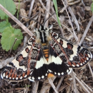 Apina callisto at Urambi Hills - 14 Apr 2017